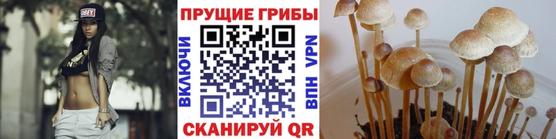 ОМГ ОМГ онион  купить закладку  Буинск  Галлюциногенные грибы Psilocybe 
